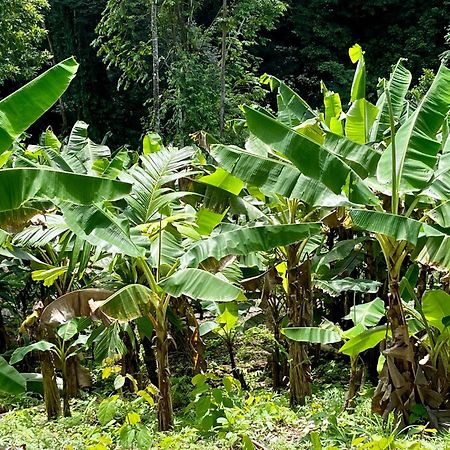 Eden Jungle Lodge Bocas del Toro Eksteriør billede