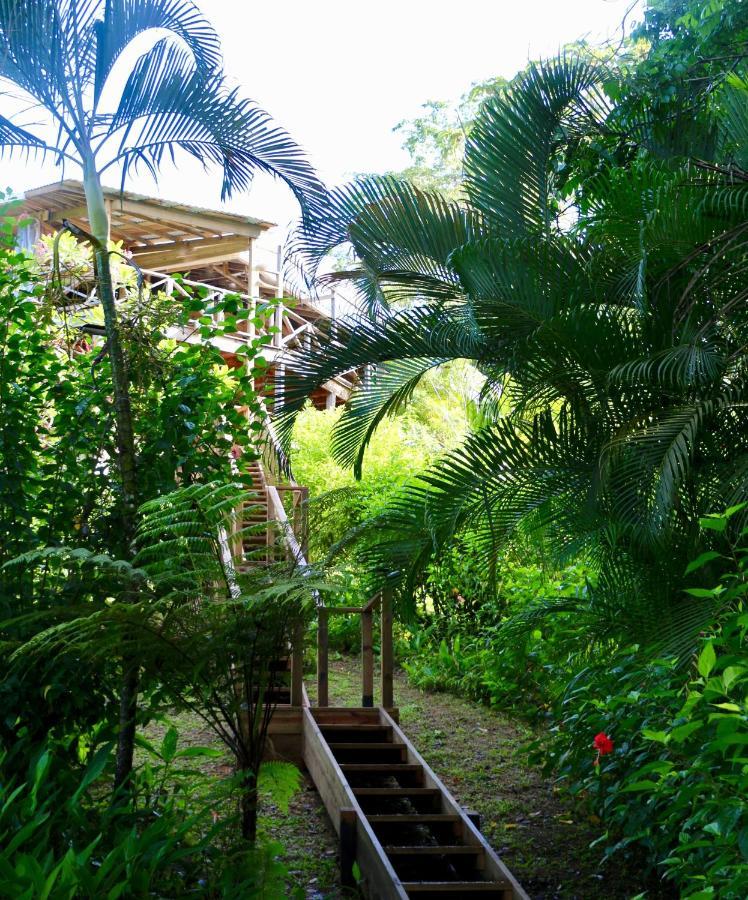 Eden Jungle Lodge Bocas del Toro Eksteriør billede