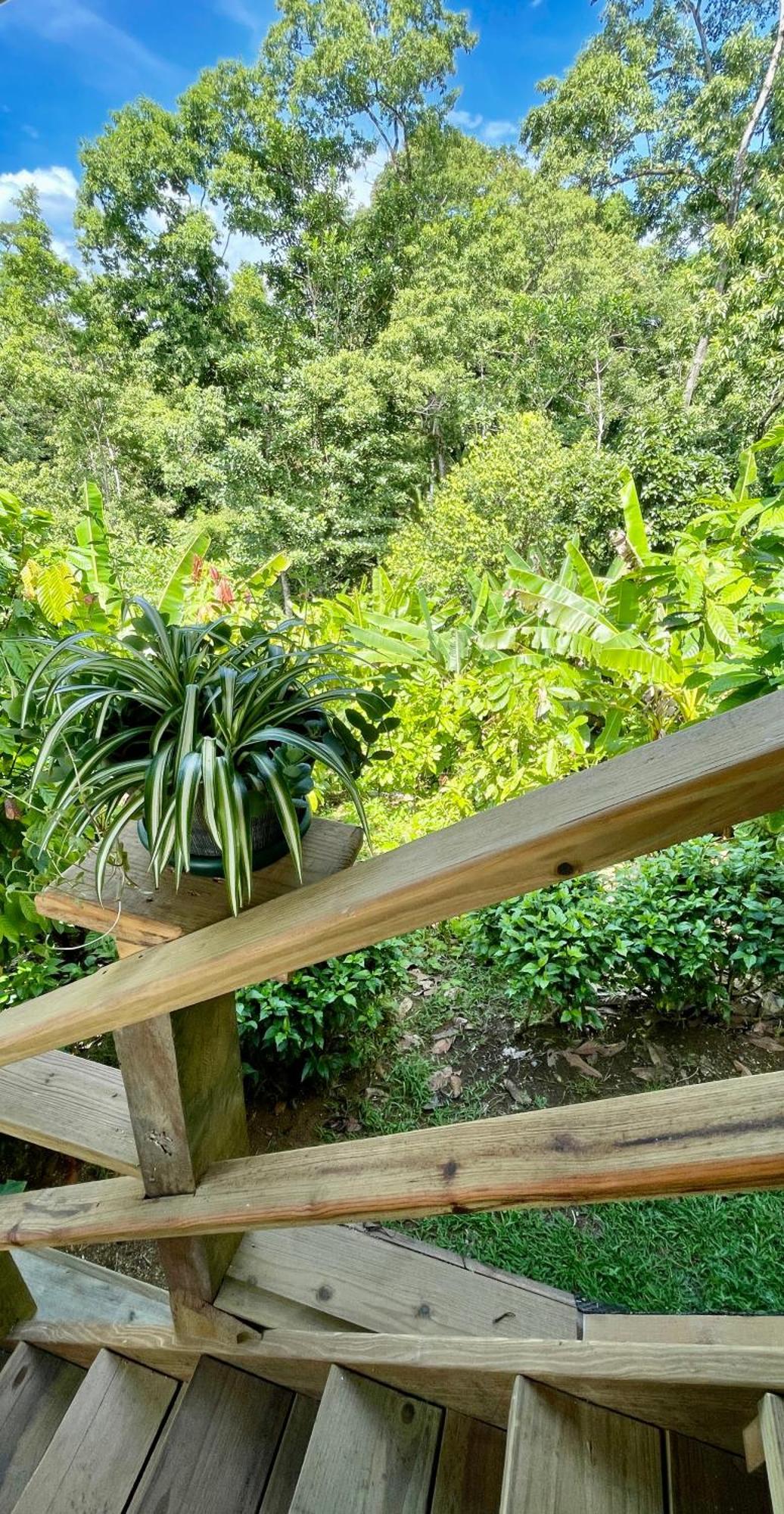 Eden Jungle Lodge Bocas del Toro Eksteriør billede