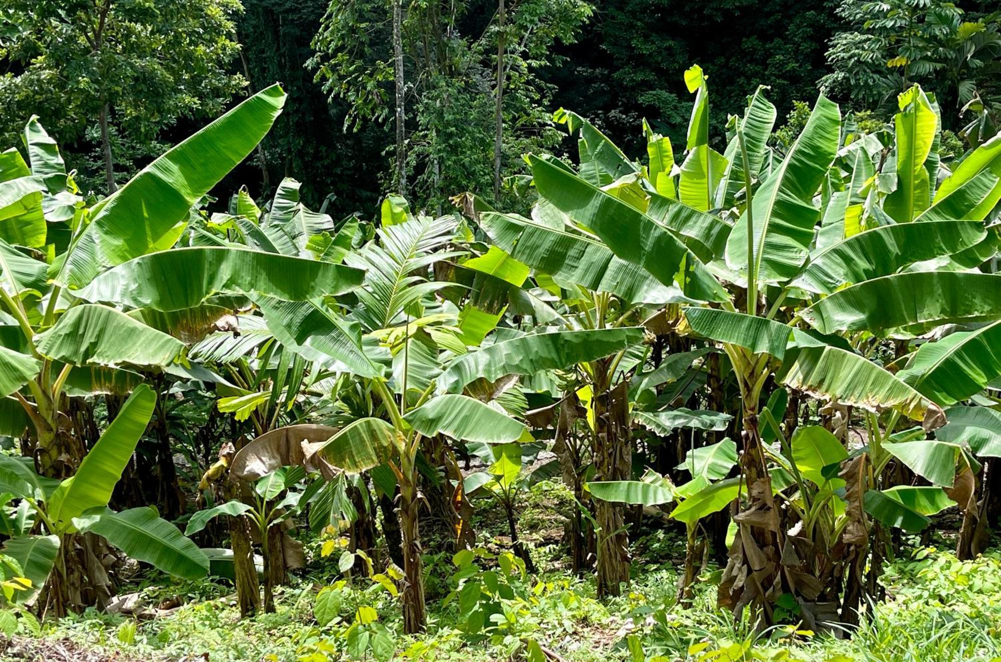 Eden Jungle Lodge Bocas del Toro Eksteriør billede
