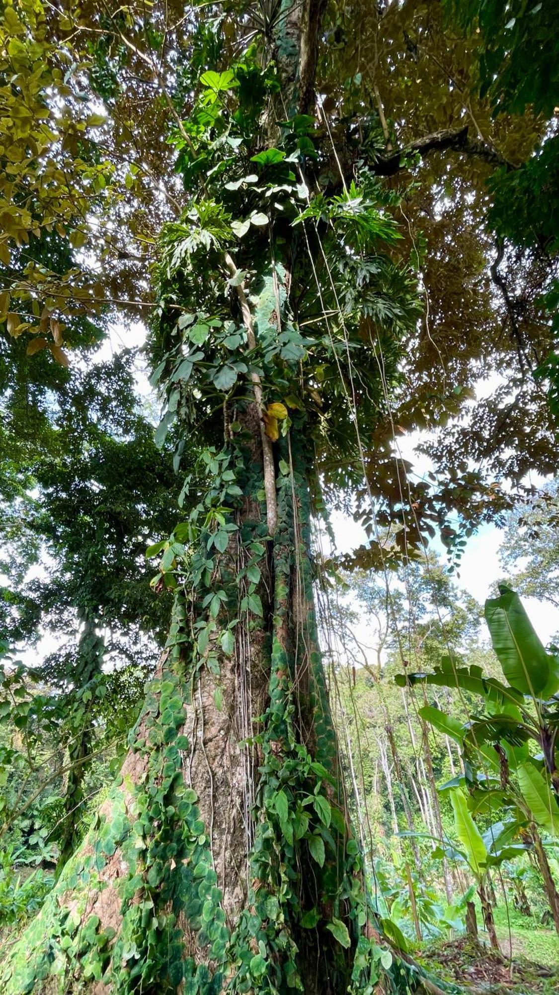Eden Jungle Lodge Bocas del Toro Eksteriør billede